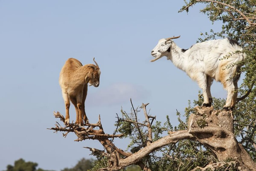 1e587478-c477-41a3-b007-f3c6f2cd3278_goat-on-trees-crocodile-park-including-tickets-and-hotel-pickup-large.webp