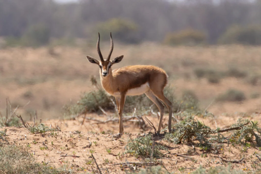 Souss Massa National Park safari