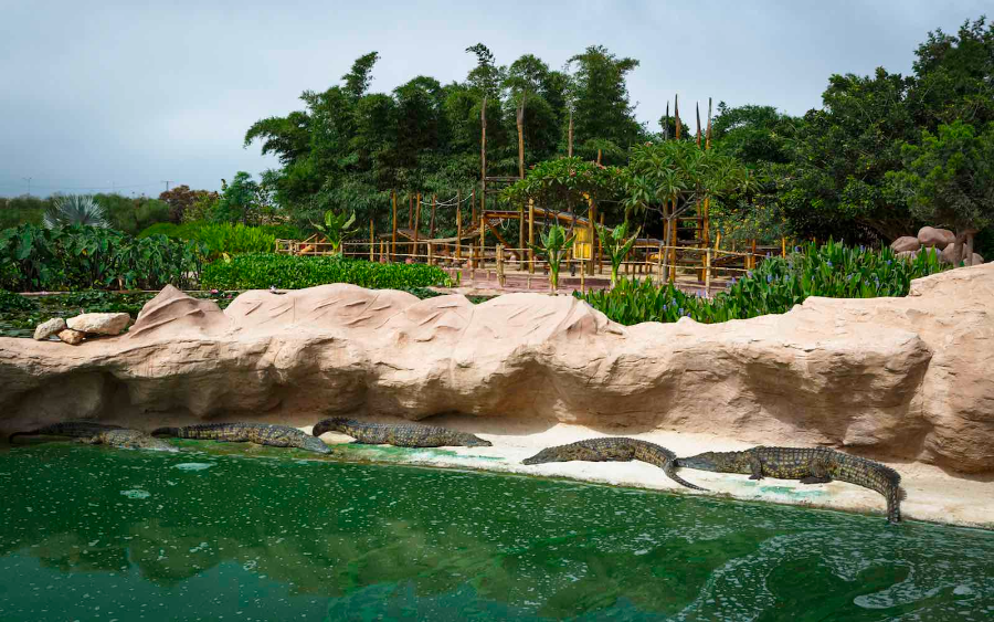 653262_Crocoparc-bassin-croco-paysage_A8A2845.webp