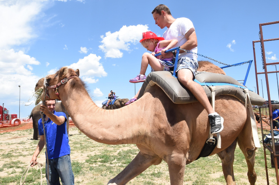 Camel-Ride-3-1548194007.webp
