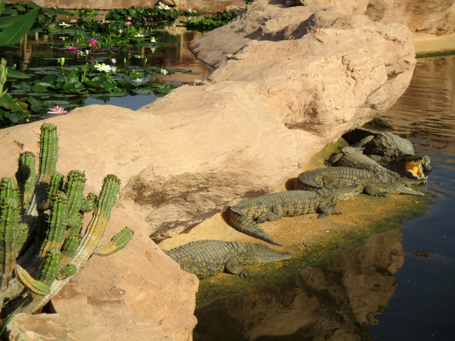 crocoparc-goats-in-the-argan-trees-from-taghazout-trip.webp