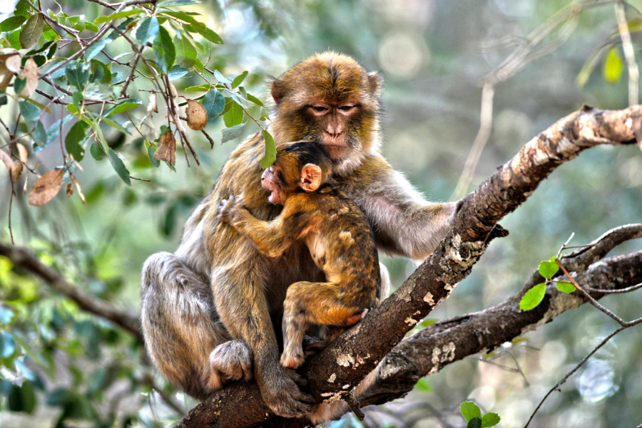monkey azrou.webp