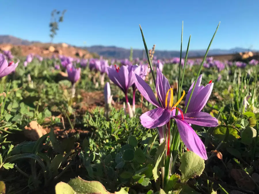 saffron-valley.webp