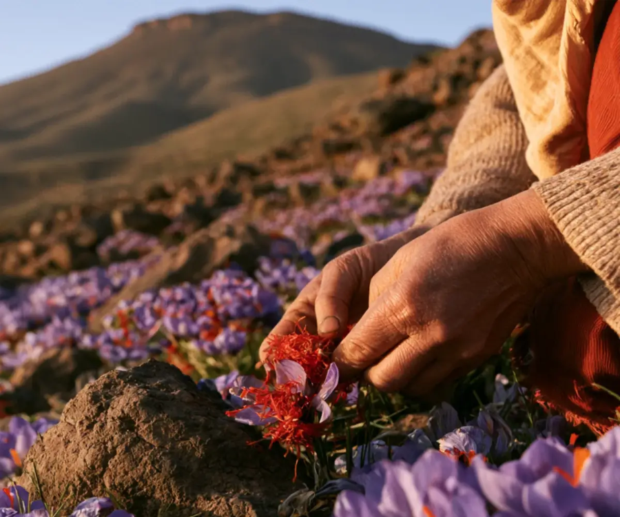 taroudant-taliouine-the-saffron-route-discover.webp