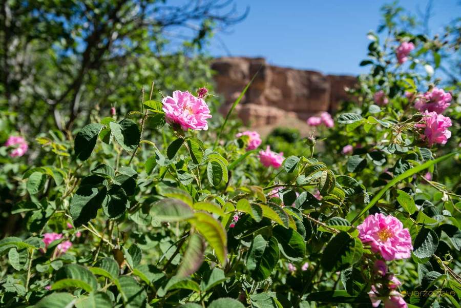 valley-of-roses-from-casablanca-to-the-merzouga-dunes-5-days-of-discovery.webp