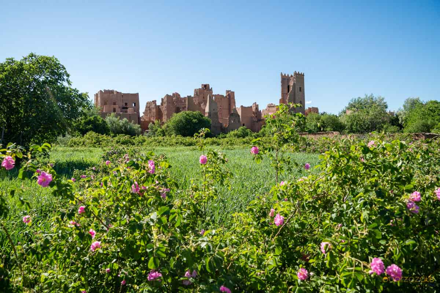 valley-of-roses.webp